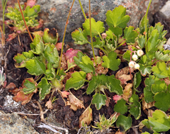 Heuchera merriamii