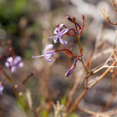 Prismatocarpus diffusus
