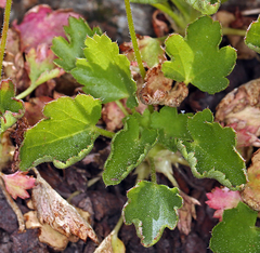 Heuchera merriamii