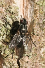Phyto melanocephala