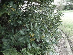 Psychotria capensis capensis