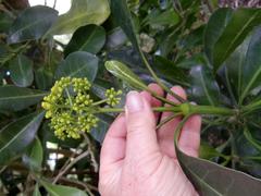 Psychotria capensis capensis