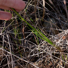 Bulbinella trinervis