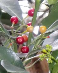 Psychotria capensis capensis