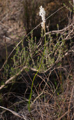Bulbinella trinervis