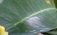 Psychotria capensis capensis