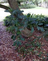 Psychotria capensis capensis