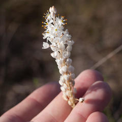 Bulbinella trinervis
