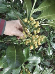 Psychotria capensis capensis