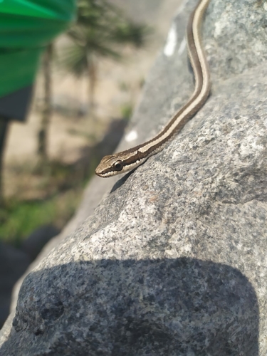 South American Elegant Racer