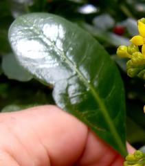 Psychotria capensis capensis