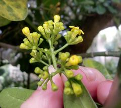 Psychotria capensis capensis
