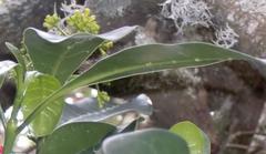 Psychotria capensis capensis