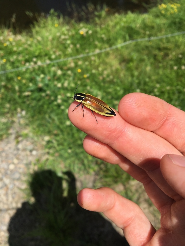 Epistomentis pictus