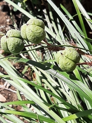 Hesperaloe parviflora