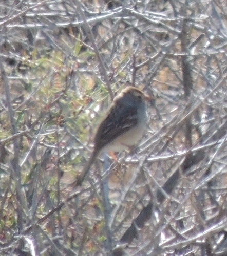 White-crowned Sparrow