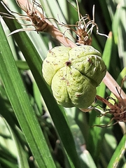 Hesperaloe parviflora
