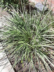 Hesperaloe parviflora