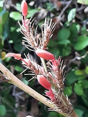 Hesperaloe parviflora