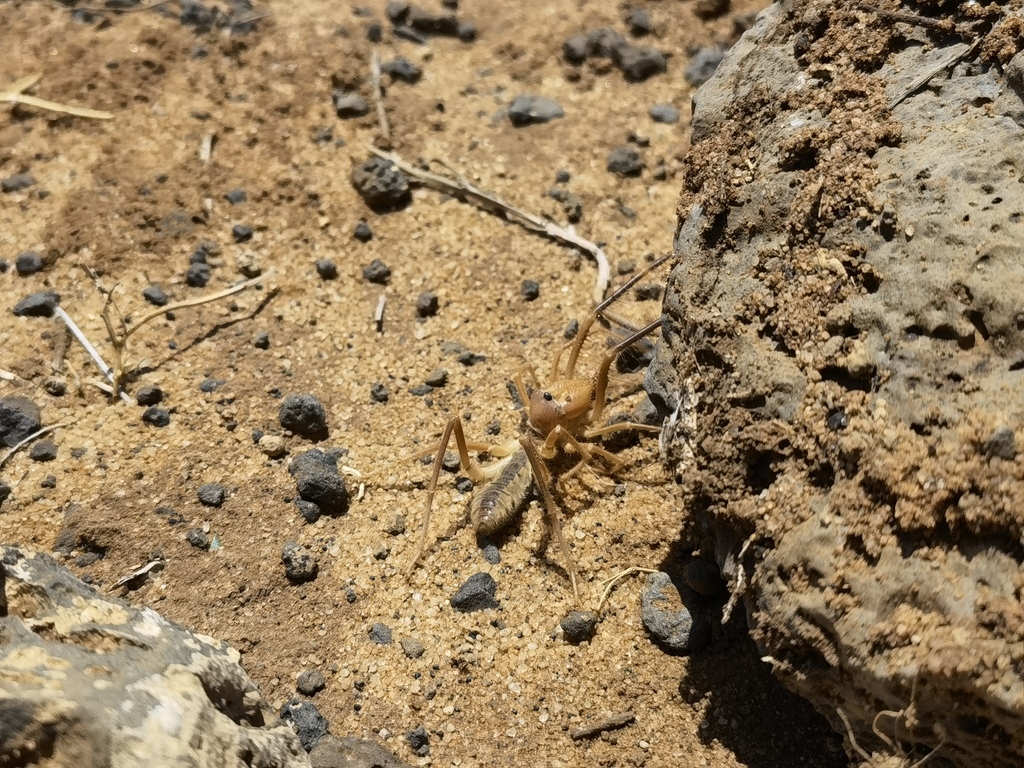 Camel spider (Galeodes arabs)