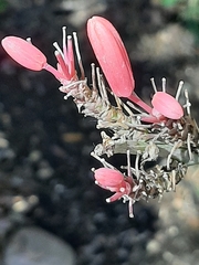 Hesperaloe parviflora