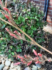 Hesperaloe parviflora