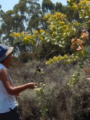 Rafnia amplexicaulis