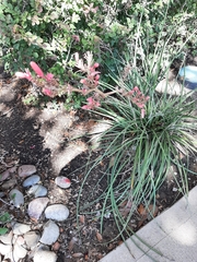 Hesperaloe parviflora