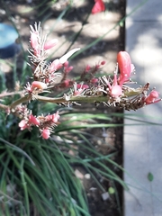 Hesperaloe parviflora