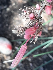 Hesperaloe parviflora