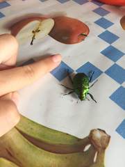 Chrysophora chrysochlora