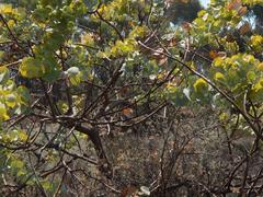 Rafnia amplexicaulis