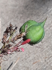 Hesperaloe parviflora