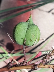 Hesperaloe parviflora