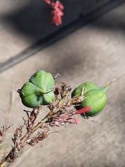 Hesperaloe parviflora