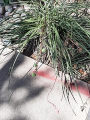 Hesperaloe parviflora