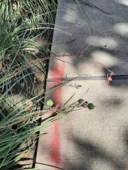 Hesperaloe parviflora