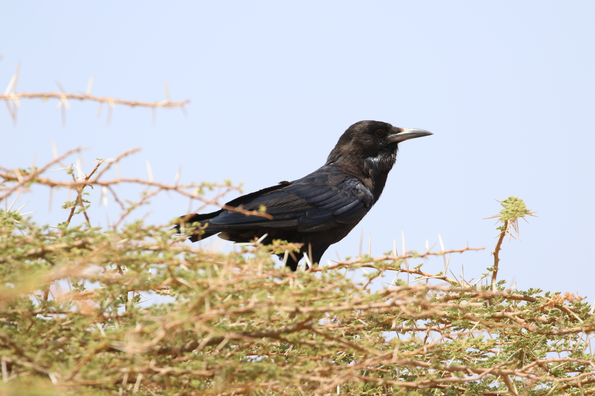 Somali Crow illustration