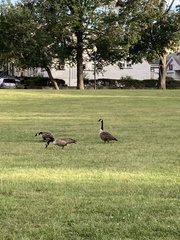 Branta canadensis
