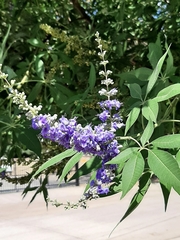 Vitex agnus-castus