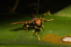 Polistes cavapytiformis