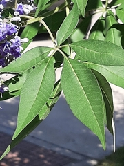 Vitex agnus-castus