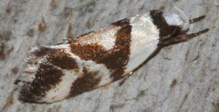 Eremnotypa steriphota