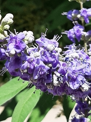 Vitex agnus-castus
