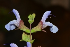 Salvia dentata