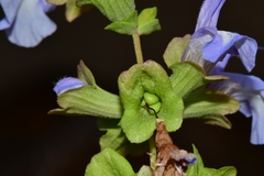 Salvia dentata