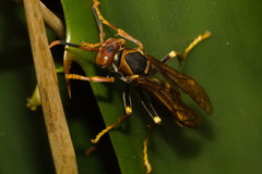 Polistes cavapytiformis