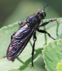 Prolepsis tristis