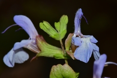 Salvia dentata