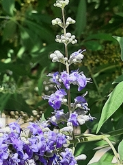 Vitex agnus-castus